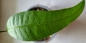Mobile Preview: Bouea macrophylla, Pflaumenmango, Plum Mango, Gandaria, 1 Pflanze